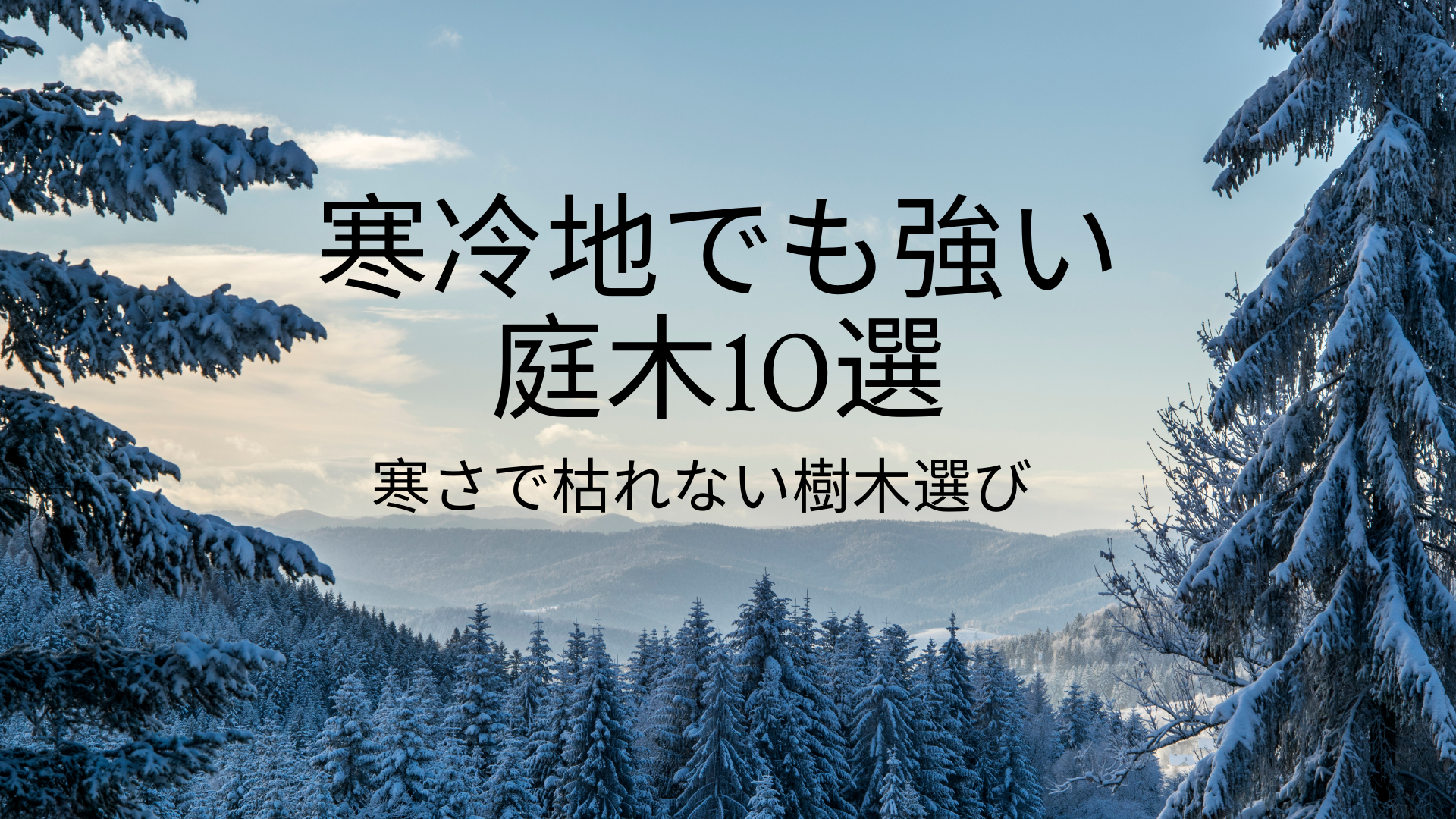 寒冷地でも強い庭木10選｜冬の寒さに耐える木選び完全ガイド