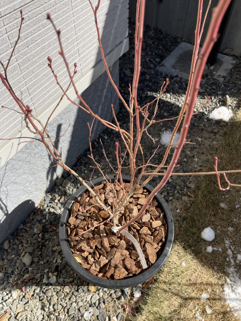 冬剪定前のノーザンハイブッシュ ブルーベリー(リバティ)