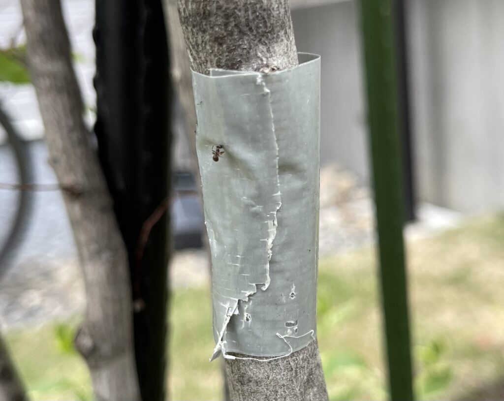 アカシデ アリ対策
