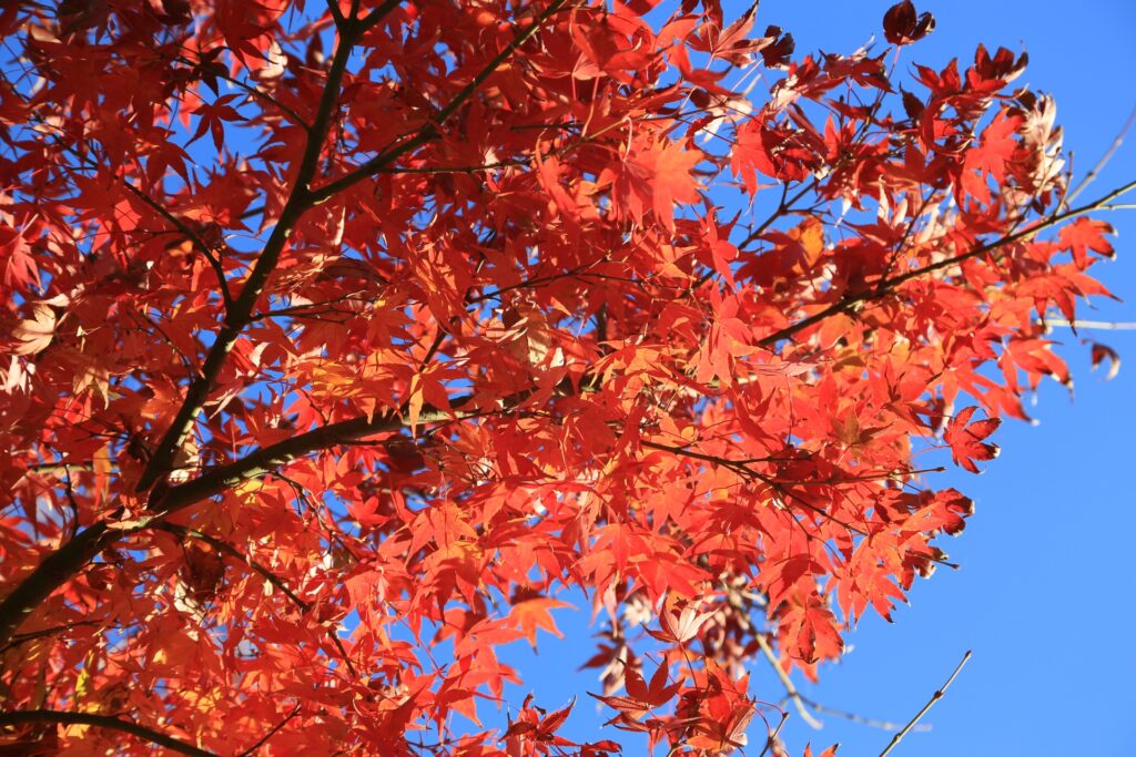 ヤマモミジの紅葉