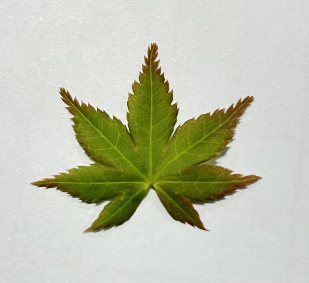 ヤマモミジの芽吹いたばかりの葉