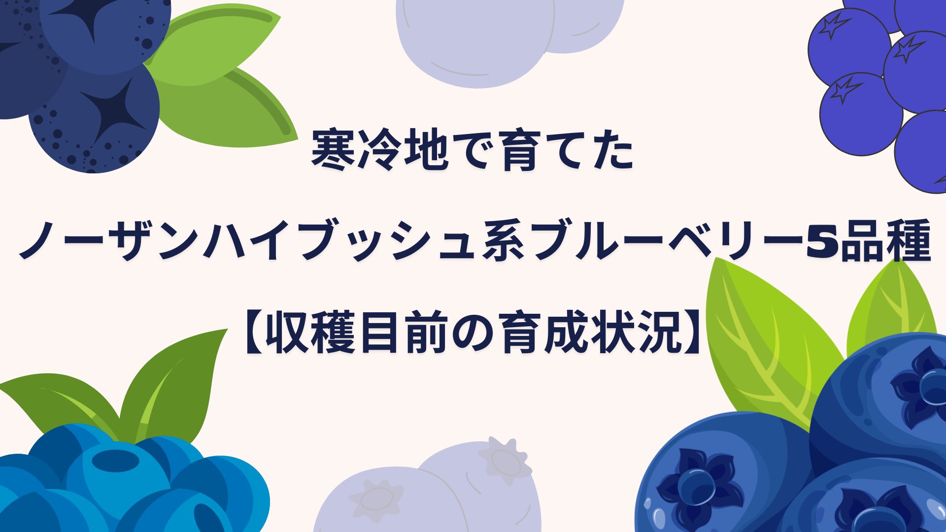 寒冷地で育てたノーザンハイブッシュ系ブルーベリー5品種｜収穫直前の育成状況