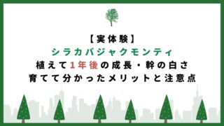 【実体験】シラカバジャクモンティを植えて1年後|成長速度・幹の白さ・育てて分かったメリットと注意点