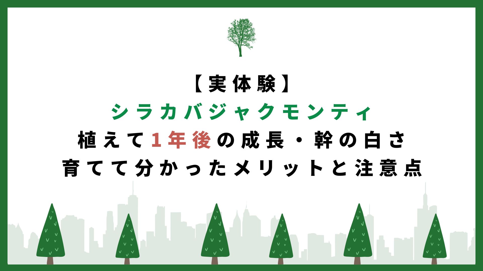 【実体験】シラカバジャクモンティを植えて1年後｜成長速度・幹の白さ・育てて分かったメリットと注意点